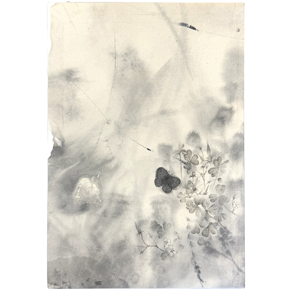 新田美佳　カタバミの花