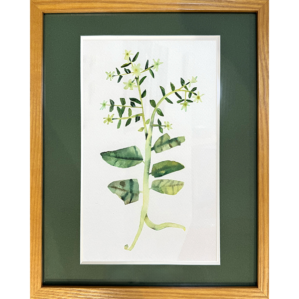 シバタリョウ　p_plants #28